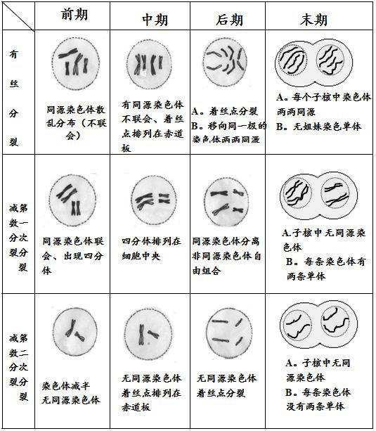 有丝分裂的发现