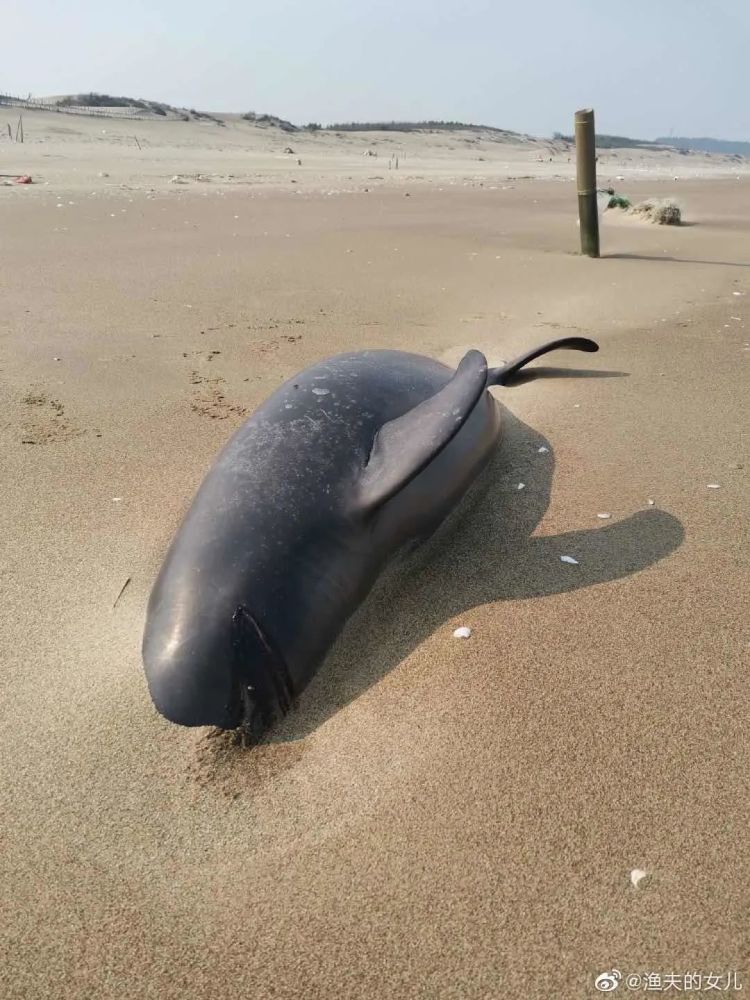 长乐海边沙滩再次发现搁浅海豚
