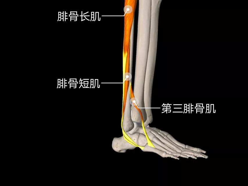 腓骨长肌对足的影响很大