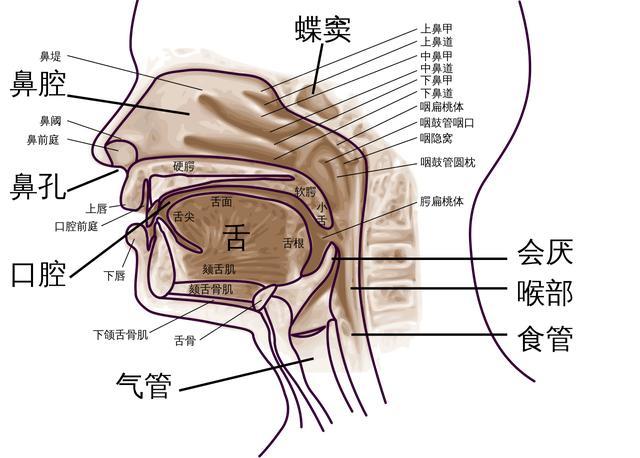 要弄清楚喉部下移带来的具体变化,有必要了解一下咽喉的构造