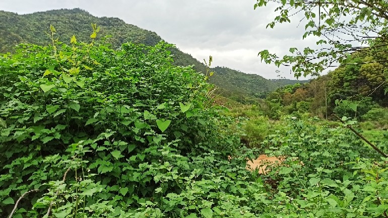 农村常见植物有人把它当做野菜 却不知是不能经常食用的 腾讯新闻