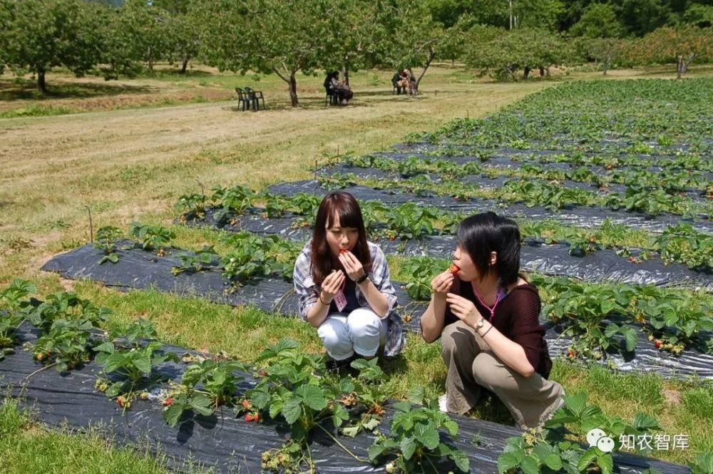 100张图详解日本水果产业为何强悍