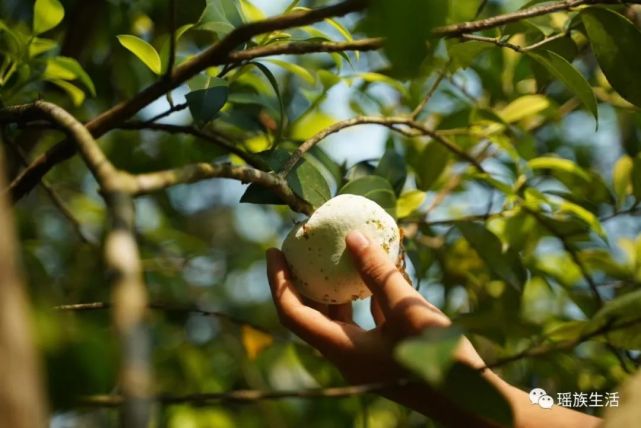 每年的这段时间,朋友圈总被一大波的五色糯米饭和油茶苞刷屏,花米饭是