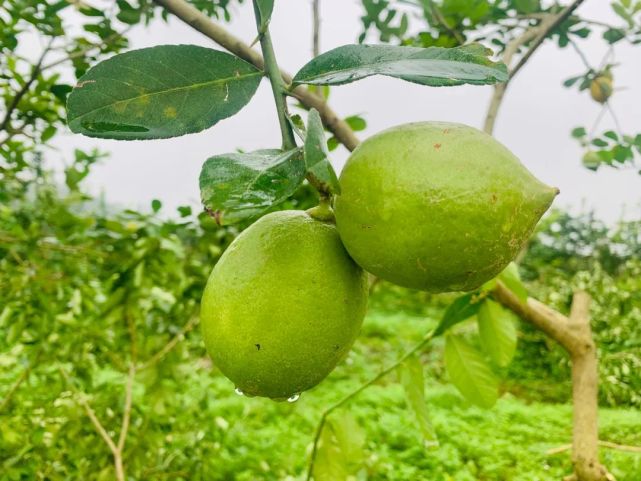 茶饮和烹饪加上它 清香诱人