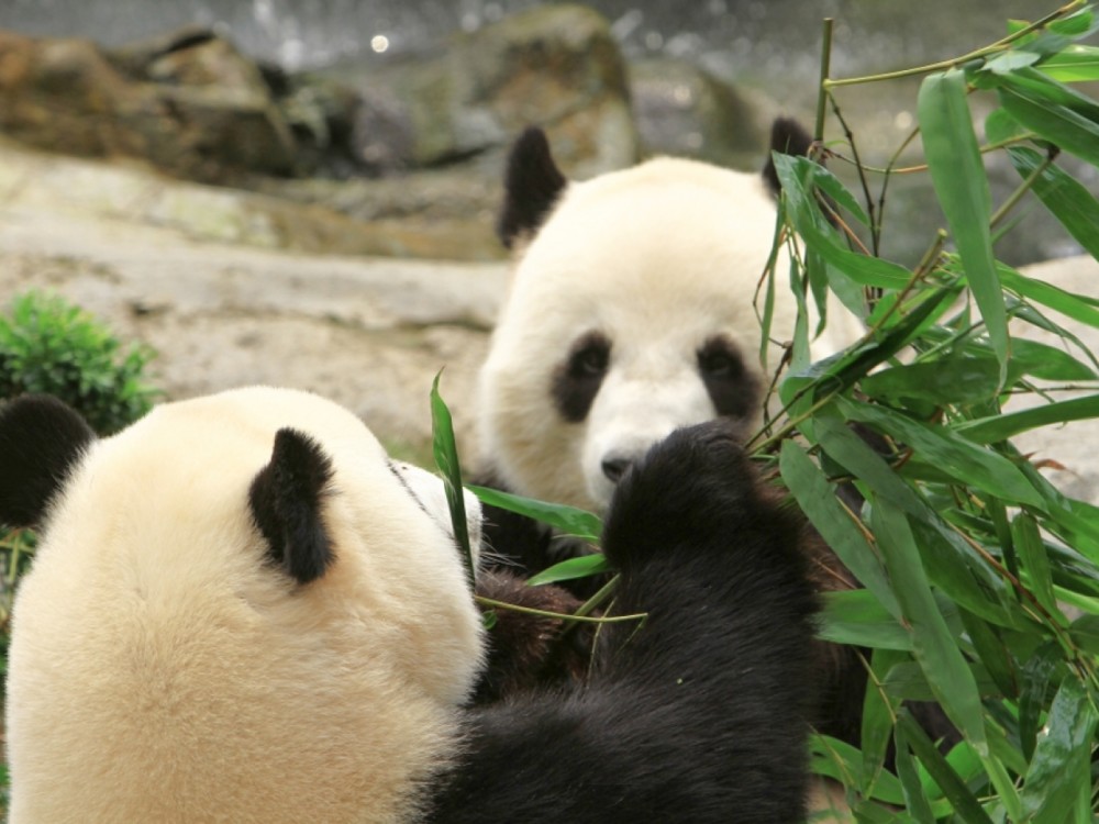 这些年来,动物园管理员曾想方设法让大熊猫自然交配,但是都没有结果.