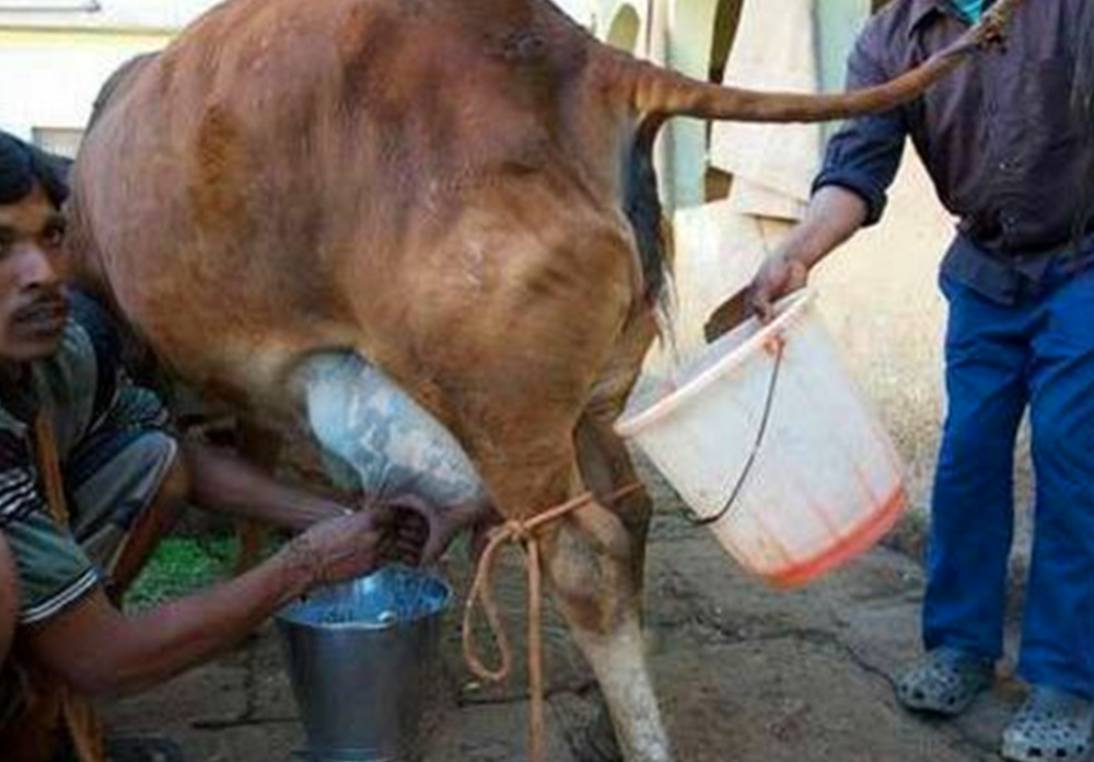 印度人对牛尿有多喜爱?