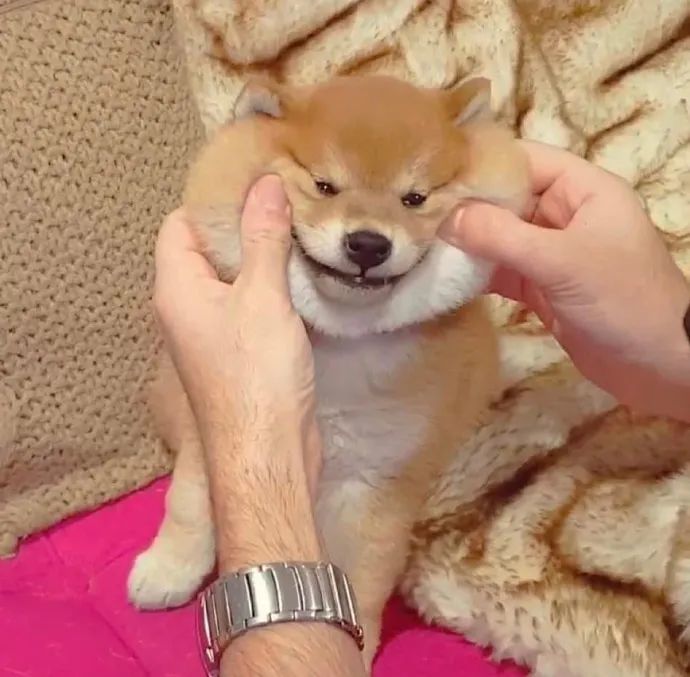 憨但可爱,我也想rua这么萌的柴柴!