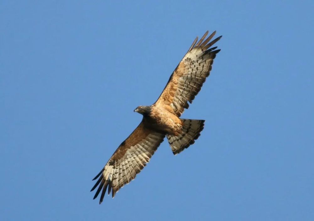猛禽|当猛禽飞过大地时，大地早已不是曾经的模样！