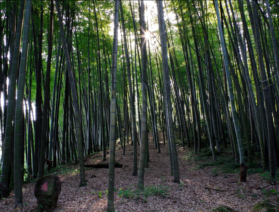 宜宾最有人气的4A景区,是著名影视基地,却