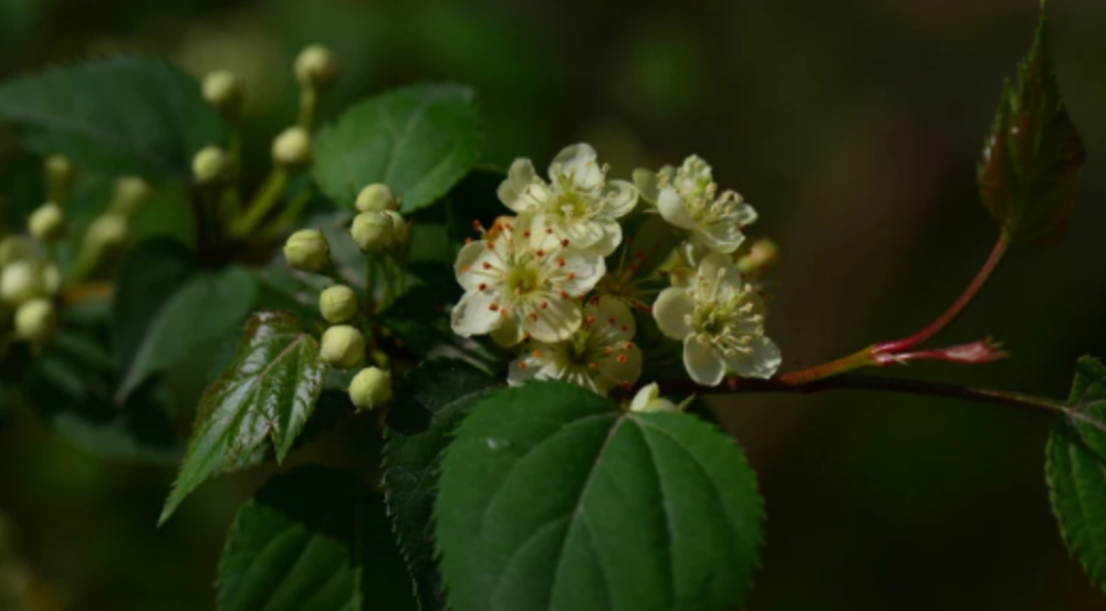 变叶海棠和花叶海棠的辨识与鉴赏 腾讯新闻