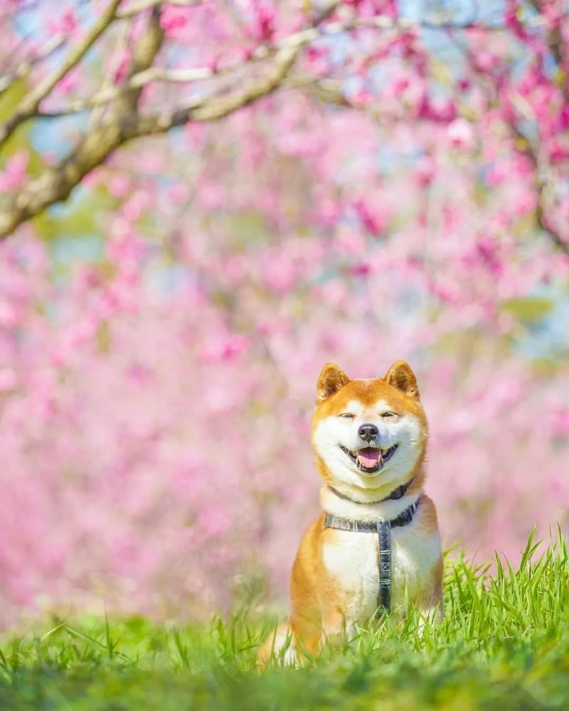 100张柴犬与花的合照,治愈了无数人
