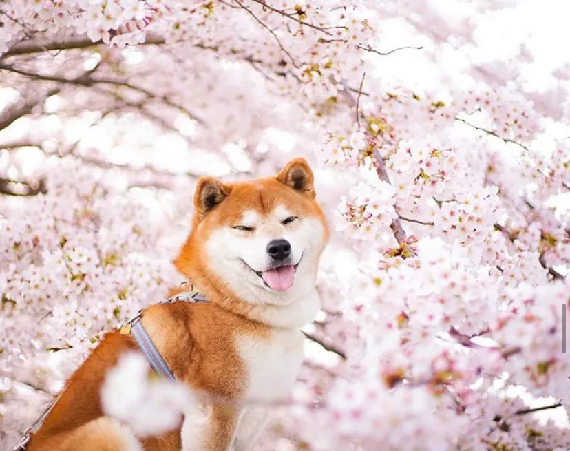 100张柴犬与花的合照,治愈了无数人