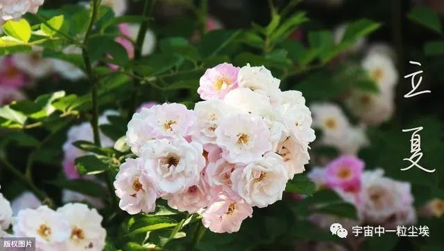 二十四节气 立夏 阳历5月5日 6日 腾讯新闻