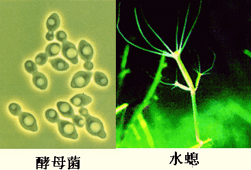 藍藻細胞的分裂繁殖具有哪些特性