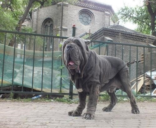 那不勒斯獒犬 赢得世界最丑狗头衔 还是很容易的 獒犬 那不勒斯獒 护卫犬