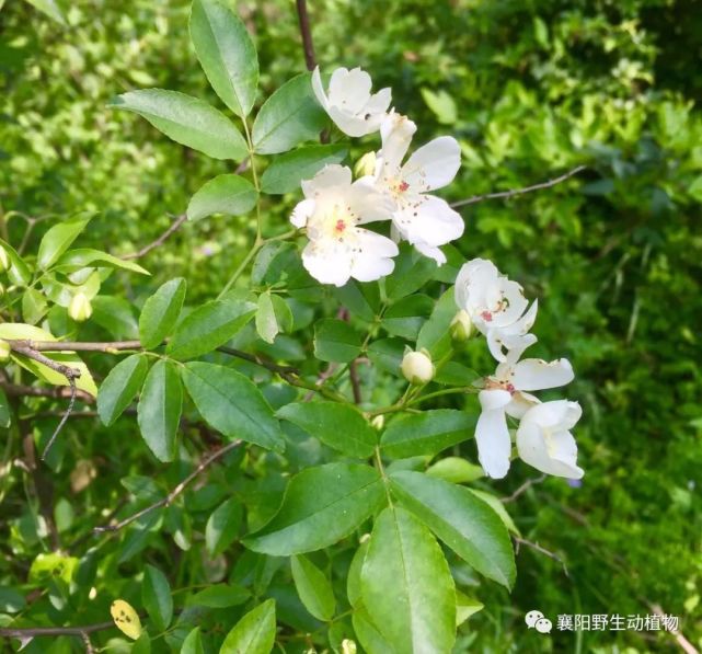来认识一下单瓣白木香吧!|白木香|木香花|蔷薇属