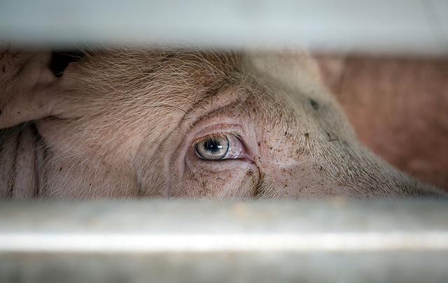 他拍下屠宰场里动物的眼泪 这些照片让许多人放弃吃肉 腾讯新闻