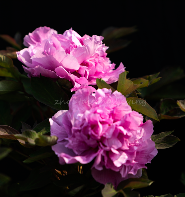 美了!西顺河牡丹正在盛放,速约!