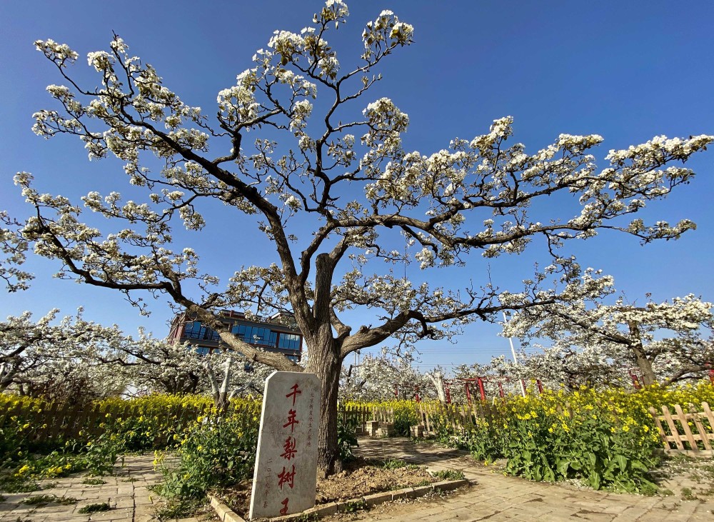 飞阅 花海 和 绿洲 探访世界最大古梨树群 百年古树3万棵 腾讯新闻