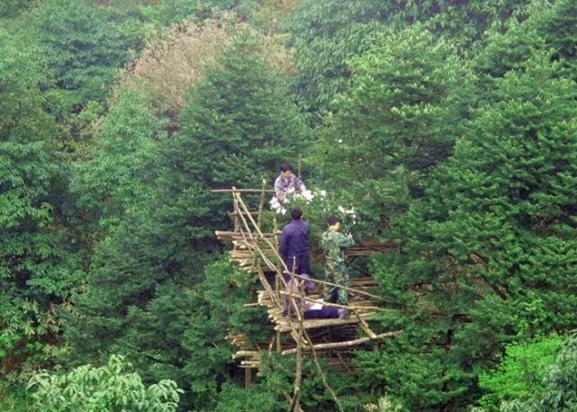 科研人员攻克濒危植物资源冷杉繁育难题|广西|唐绍清