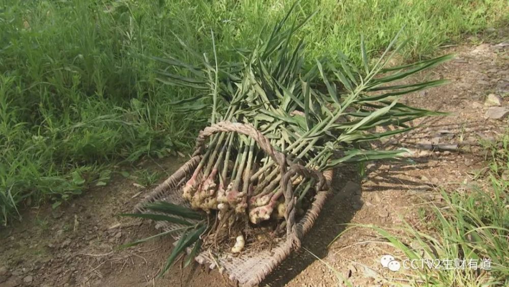 生姜一道菜 乡村旅游火起来 腾讯新闻