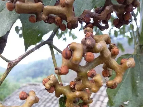 这5种水果,我猜你只吃过一种,如果全吃过,请容我叫你一声"大神!