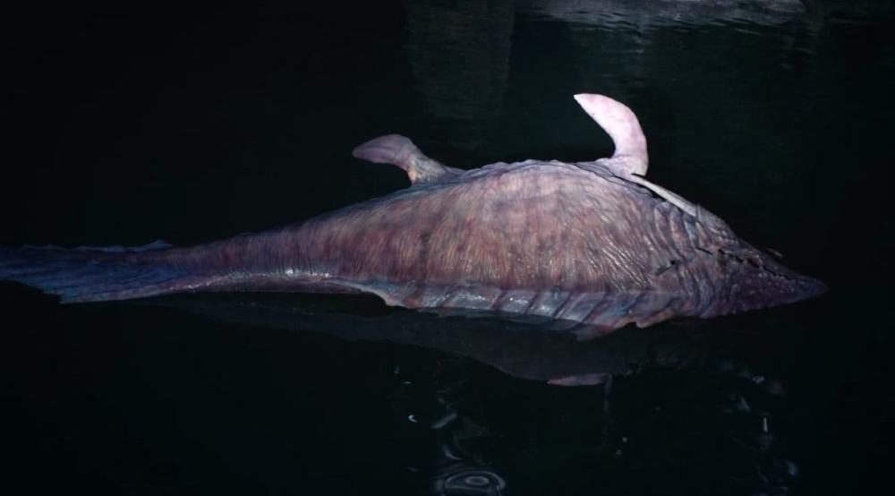 新疆湖泊发现"水怪",牛羊被拖走村民不敢靠近,科学家一看懂了