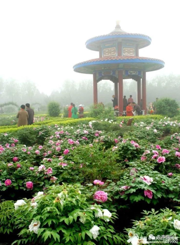 先睹为快 铜川牡丹园花开渐盛!6路公交车为它改线!