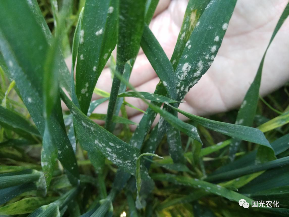 小麦白粉病来袭,国光好技术帮您!