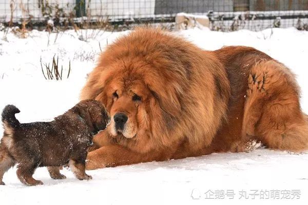 藏獒红利死了图片