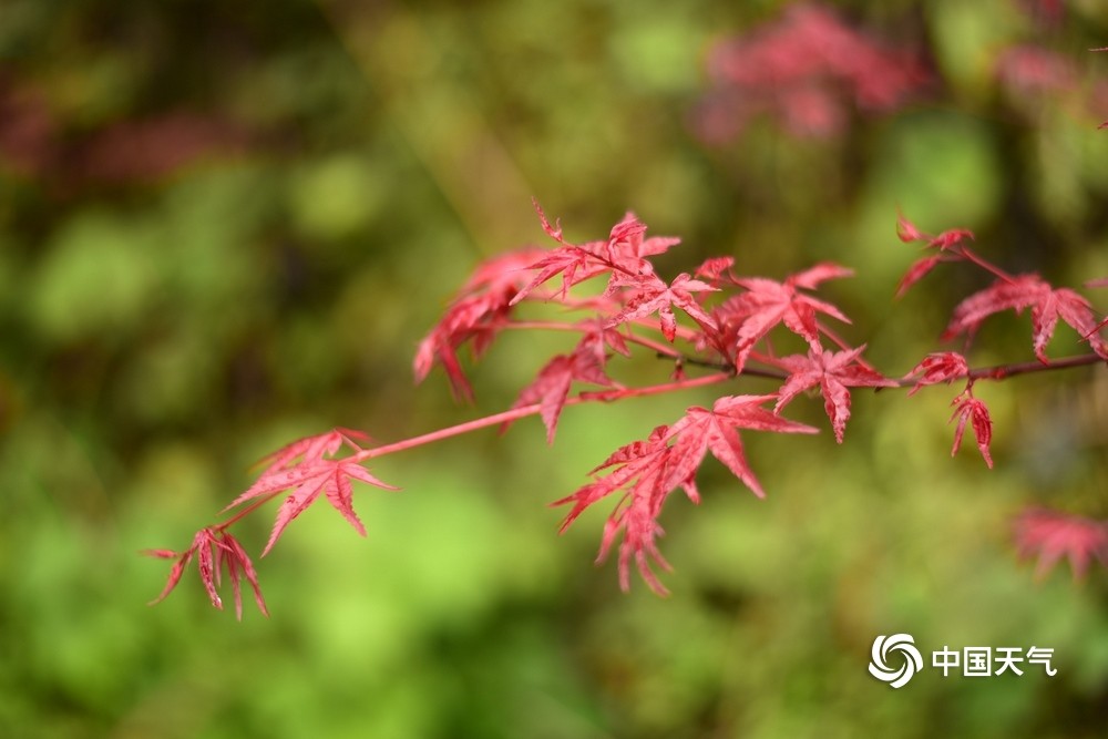 四川雅安:春季红枫萌新芽