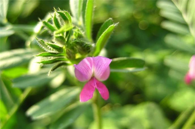 诗经采薇再论薇草为什么是野豌豆苗而非其它野菜