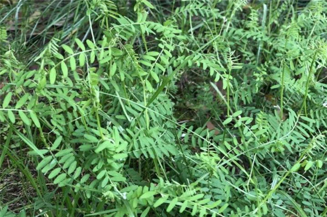 诗经采薇再论薇草为什么是野豌豆苗而非其它野菜