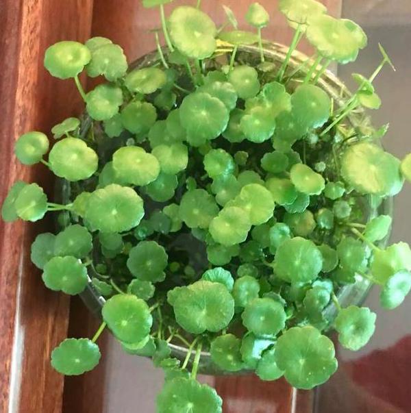疑惑如何水培好铜钱草?半土盆栽注重3点,叶片似铜钱又大又圆