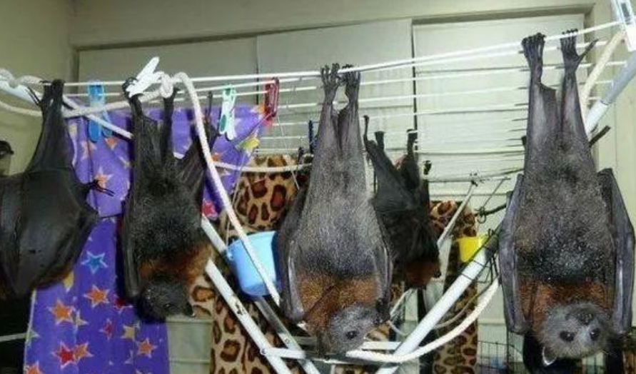 帕劳人喜欢喝蝙蝠汤中国游客不明白这东西怎么吃得下去