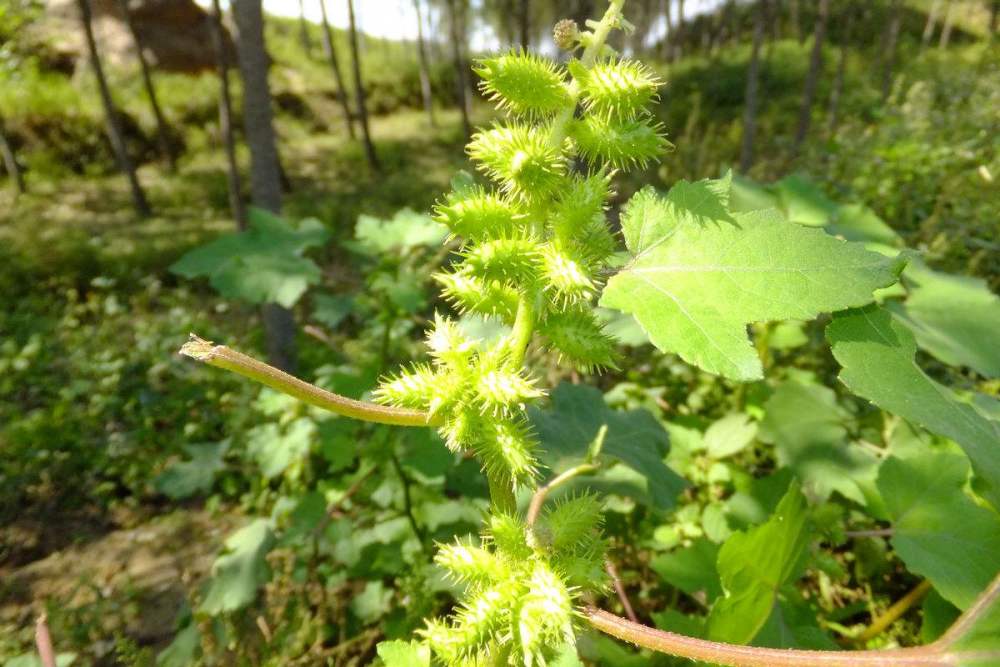 苍耳子随地看见,可它是治鼻炎的"药王"