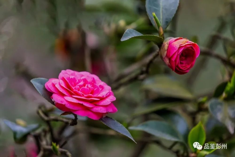 茶花 四月的花神 腾讯新闻