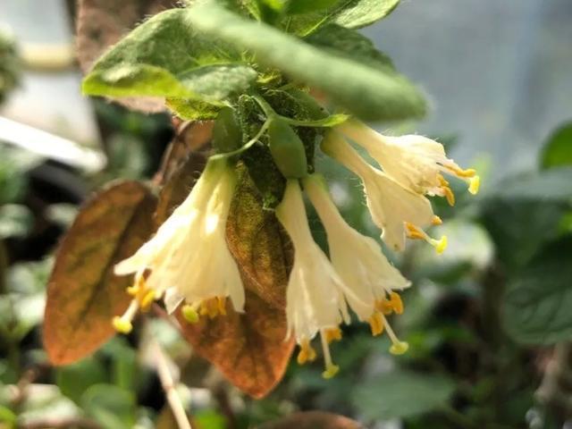 4月适合种的蓝靛果夏天开花结果冬天零下50度不死