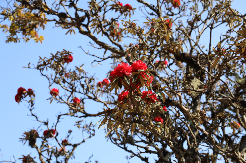 永德县大雪山自然保护区 杜鹃花开满山红 腾讯新闻