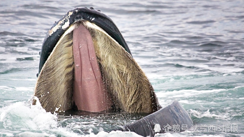蓝鲸为什么能长那么大抢占底层资源自己的粮食自己种