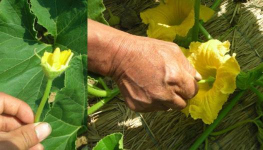 农村种植四种瓜增产有妙招 科学人工授粉 促进坐花坐果保丰收 腾讯新闻