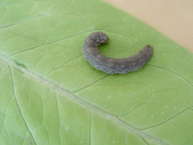 2020年一代小地老虎的发生趋势预报和防治意见