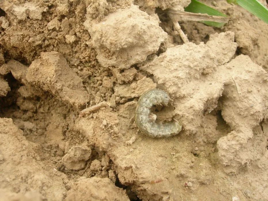 2020年一代小地老虎的发生趋势预报和防治意见