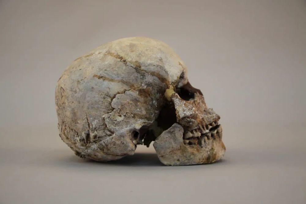 保博馆藏 姚关人头骨