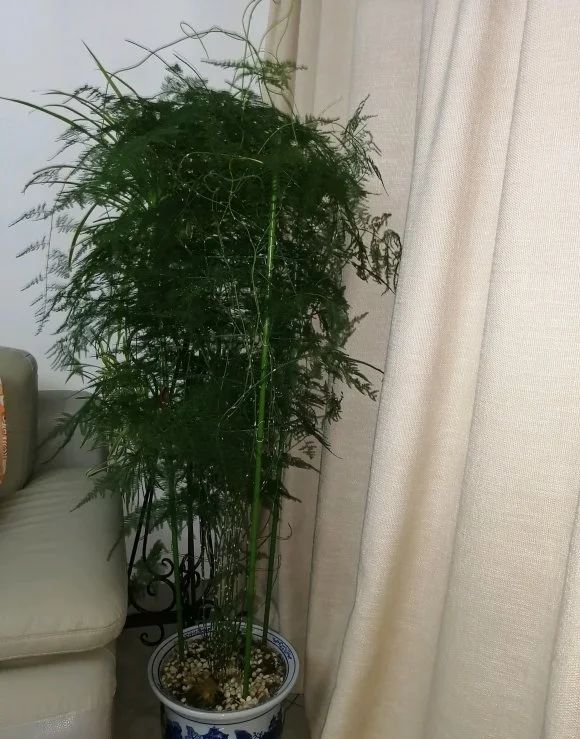 养文竹试试3个小方法,分枝多,叶子旺,很快长爆盆!