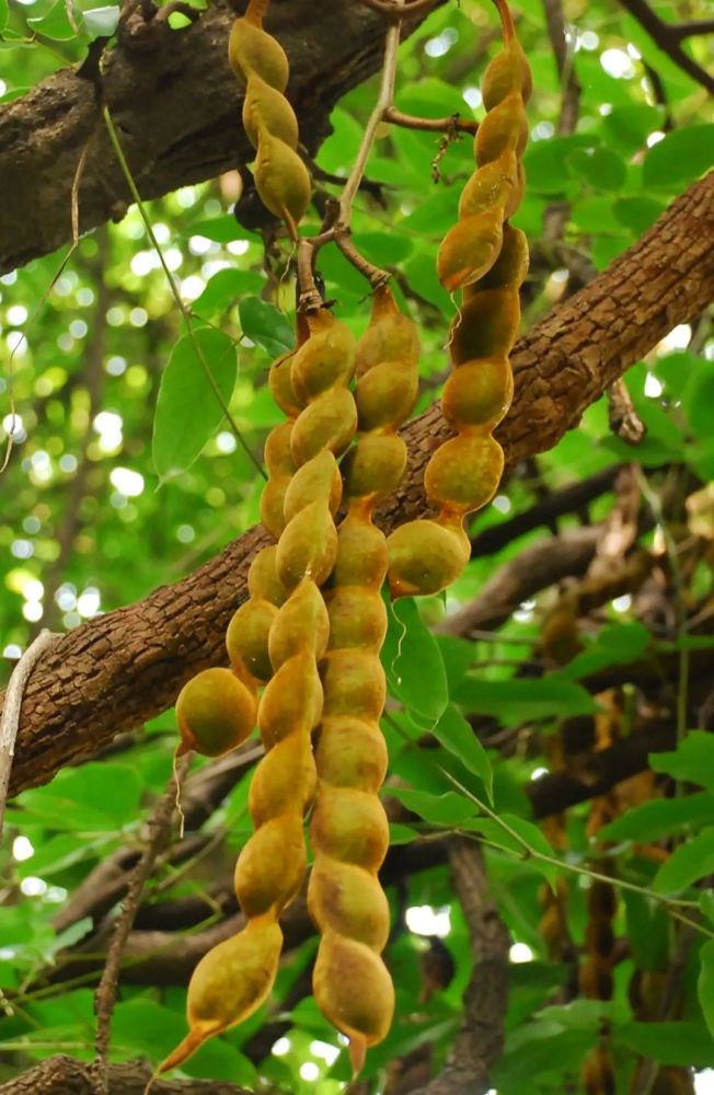 4. 特征:大型常绿攀援藤本,长达20m,径逾30cm.