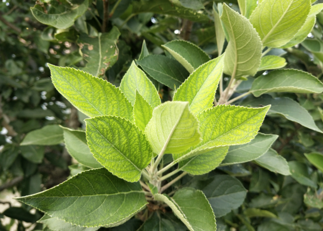苹果树出现叶片黄化是不是缺铁了怎么办
