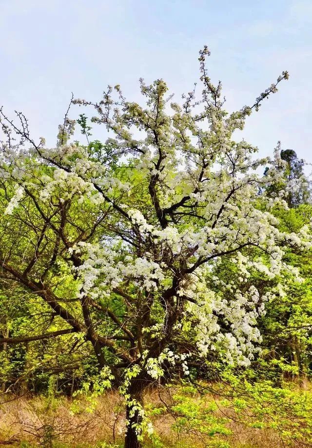 新安县春天美景洛阳东汉隋朝名山郁山国家森林公园游记