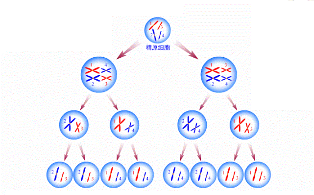 祖先传承下来的Y染色体决定了性别与寿命,