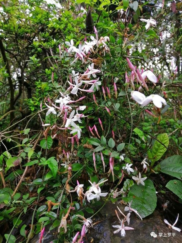 藏在罗平山野里的 花花世界 大家都注意到了吗 腾讯新闻